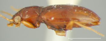 Media type: image;   Entomology 33059 Aspect: habitus lateral view